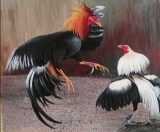 Đá gà cựa dao- Hình thức độc đáo dành cho những tín đồ đá gà